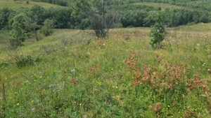 Pers Fizica vand teren SALICEA,IARA extravilan in parcele 3-500-2000 mp ideal CABANA - imagine 9