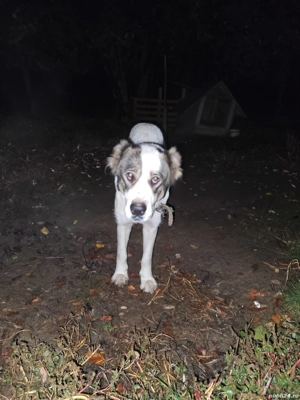 vand s-au schimb femela de Asia Centrala 