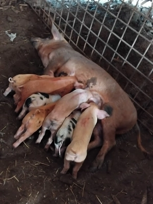 Purcea la prima fatare cu 7 purcei