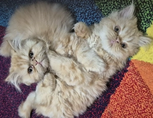 Pisicuțe persan exotic