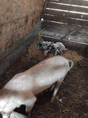 Disponibila purcea la prima fatare cu 11 purcei - imagine 3