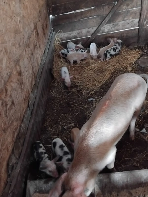 Disponibila purcea la prima fatare cu 11 purcei - imagine 2