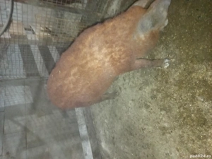 Vand vier  - imagine 2 Vand vier  - imagine 2