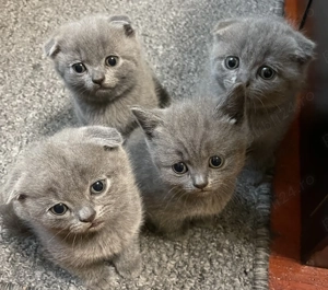 Pisica scotish fold - imagine 3 Pisica scotish fold - imagine 3