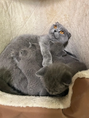 Pisica scotish fold - imagine 4 Pisica scotish fold - imagine 4