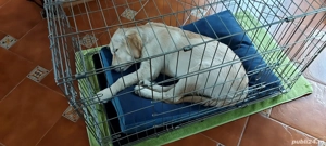 vand cusca caini, pliabila marime medie - imagine 5