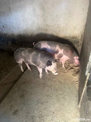 vand porci  - imagine 2