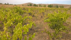 Vand teren in intravilan - imagine 2