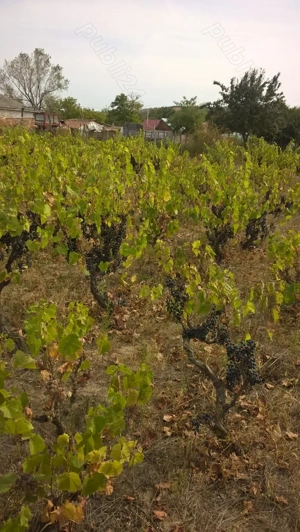 Vand teren in intravilan - imagine 3