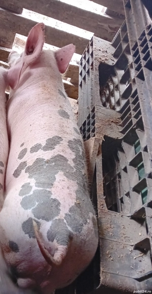 Vierut pietrain belgian 