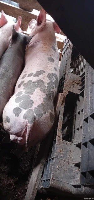 Vierut pietrain belgian  - imagine 2 Vierut pietrain belgian  - imagine 2