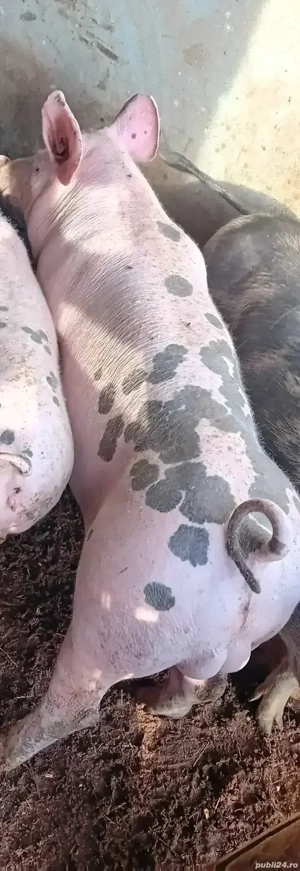 vierutt pietrain belgian 