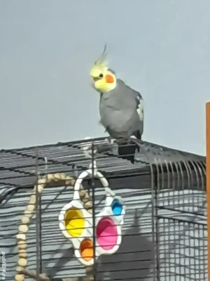 de vinzare doi baetei ninfa cintareti  - imagine 2 de vinzare doi baetei ninfa cintareti  - imagine 2