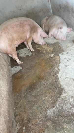 Vând porcii 180- 200 kg  - imagine 2