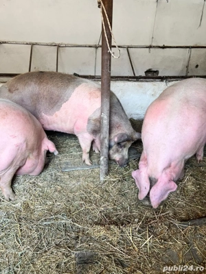 porci de casă  - imagine 5