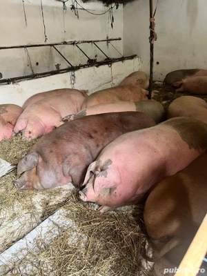 porci de casă  - imagine 4