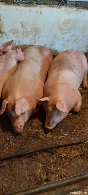porci de casă  - imagine 3