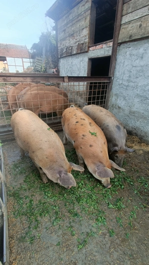 Porci Duroc de vânzare sau rezervări pt sărbători  - imagine 4