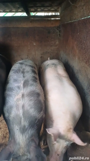 vând porci 