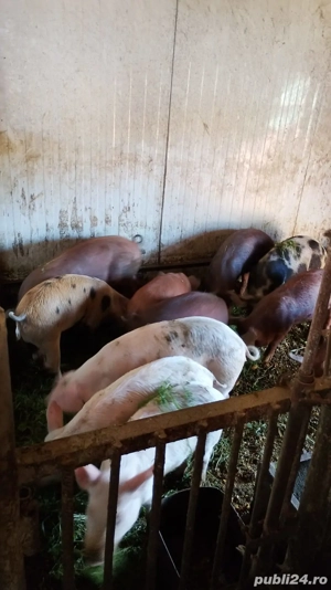 Purcei Duroc cu Petrean