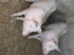 Vînd porci Marele Alb - imagine 2