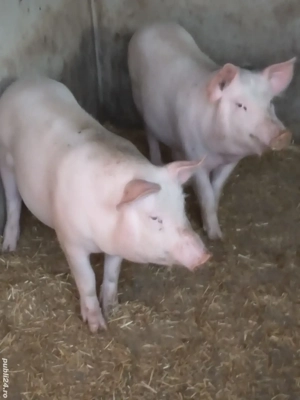 Vînd porci Marele Alb - imagine 3