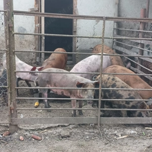 De vanzare soldani 35-40 kg 