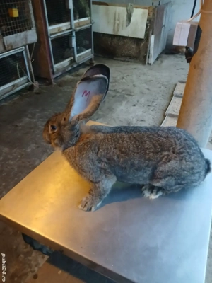 mascul uriaș german 7 luni 