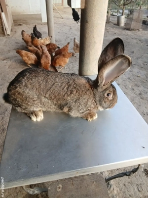 mascul uriaș german 7 luni  - imagine 5 mascul uriaș german 7 luni  - imagine 5