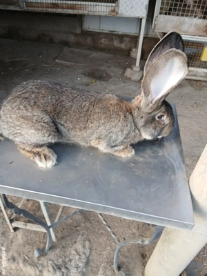 mascul uriaș german 7 luni  - imagine 3 mascul uriaș german 7 luni  - imagine 3