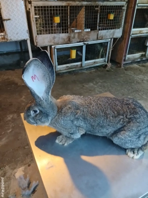 mascul uriaș german 7 luni  - imagine 2 mascul uriaș german 7 luni  - imagine 2