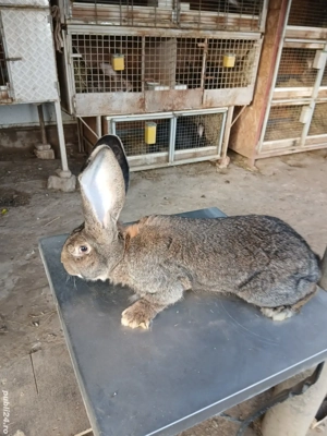 mascul uriaș german 7 luni  - imagine 4 mascul uriaș german 7 luni  - imagine 4