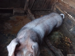 Porc de vânzare 