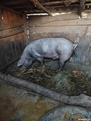 Porc de vânzare  - imagine 2 Porc de vânzare  - imagine 2