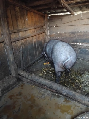 Porc de vânzare  - imagine 3 Porc de vânzare  - imagine 3