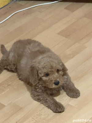 Podlle mascul Aprocot