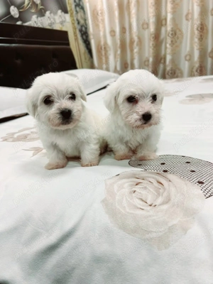 Bichon maltez toy 