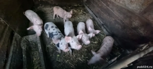 Vand Soldani de 3 luni