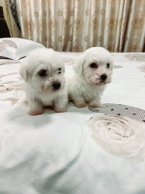 Bichon maltez toy  - imagine 2