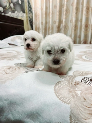 Bichon maltez toy  - imagine 3
