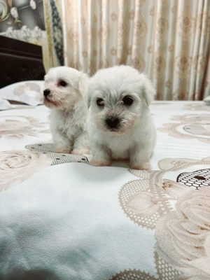 Bichon maltez toy  - imagine 5