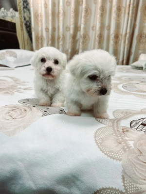 Bichon maltez toy  - imagine 4