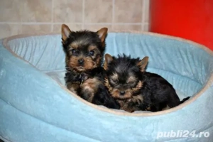 Yorkshire terrier