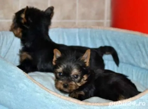 Yorkshire terrier - imagine 2