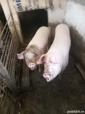 De vanzare porci 