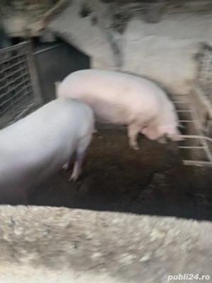 De vanzare porci  - imagine 2