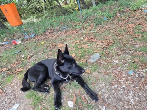 Ciobanesc Belgian - Malinois - femela - imagine 2 Ciobanesc Belgian - Malinois - femela - imagine 2