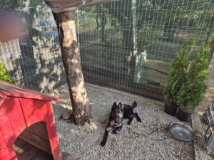 Ciobanesc Belgian - Malinois - femela