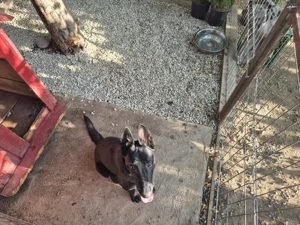 Ciobanesc Belgian - Malinois - femela - imagine 3 Ciobanesc Belgian - Malinois - femela - imagine 3