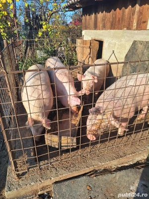 vand porci , diverse marimi 